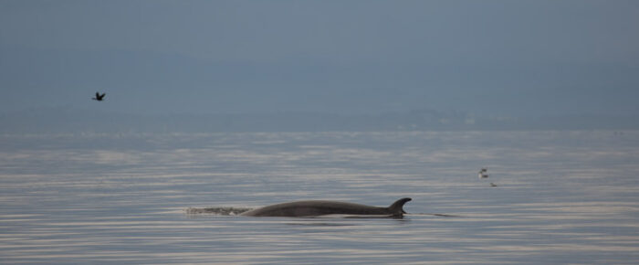 Three minke whales on MacArthur Bank with dark skies and rainbows