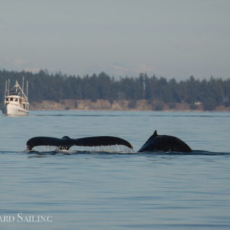 Humpback whale MMZ0004 “Zephyr” and her new calf