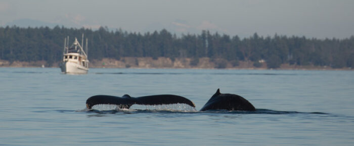 Humpback whale MMZ0004 “Zephyr” and her new calf