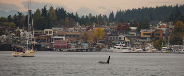 Orcas T60’s with T2B pass Friday Harbor