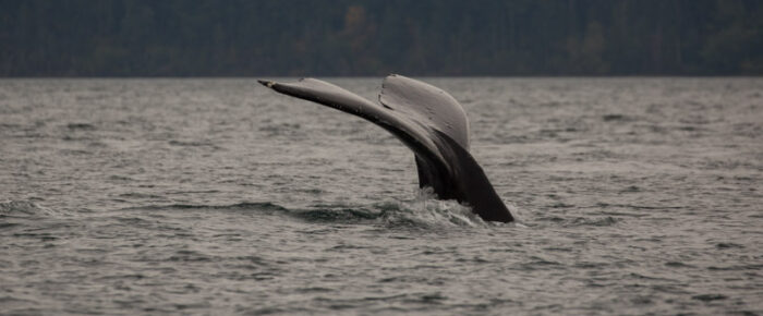 Pair of humpbacks BCY0458 Raptor and MMX0007 Bond(?)