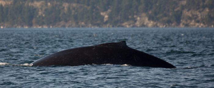 Humpback “Europa” with new calf