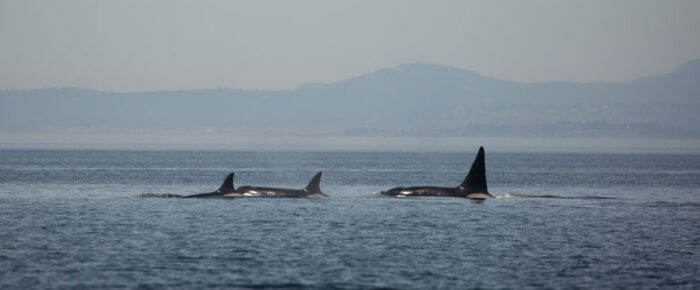 Orcas T18’s with a minke on Salmon Bank