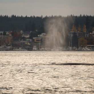 Four humpback whales pass Friday Harbor