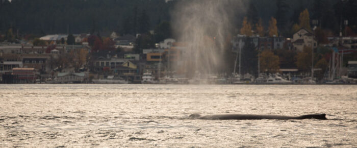 Four humpback whales pass Friday Harbor