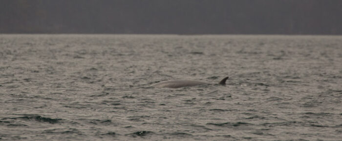 A minke whale between Flattop and White Rock