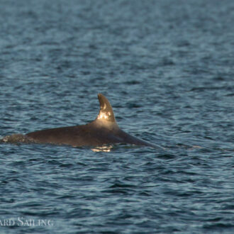 Minke whale passing by Friday Harbor