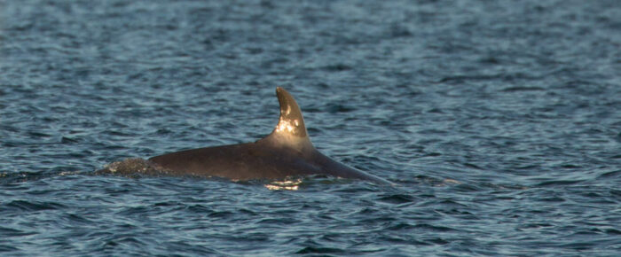 Minke whale passing by Friday Harbor