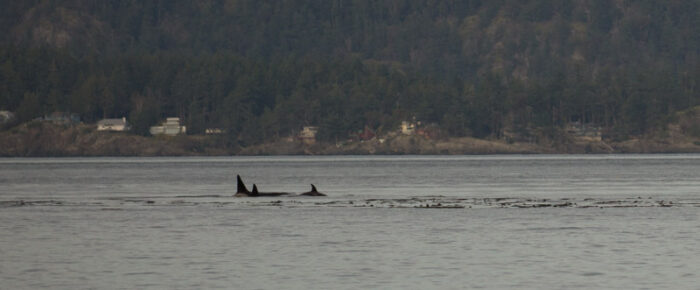 Rarely seen Orcas T167’s by Stuart Island & humpbacks outside Friday Harbor