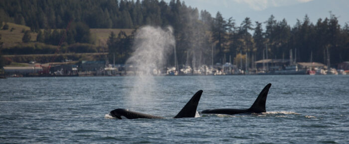 T65A’s and T123’s pass Friday Harbor