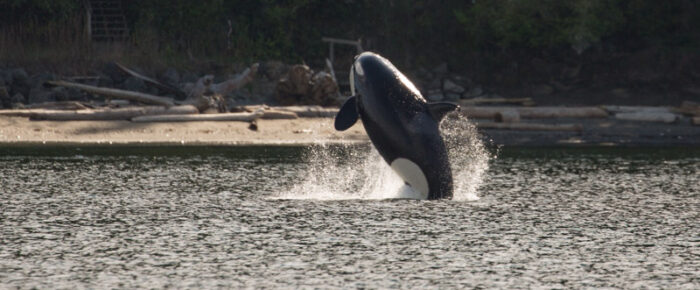 Sail Around Pender Island: T65Bs in Navy Channel then T65As in Boundary Pass