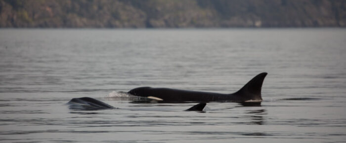 T34’s and T37’s Biggs Orcas North up Swanson Channel