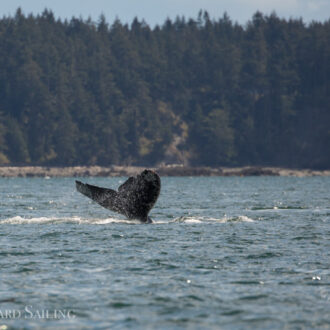 Humpback “Valiant” passes Friday Harbor