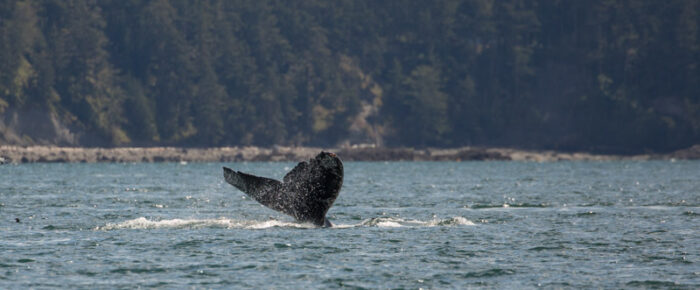 Humpback “Valiant” passes Friday Harbor