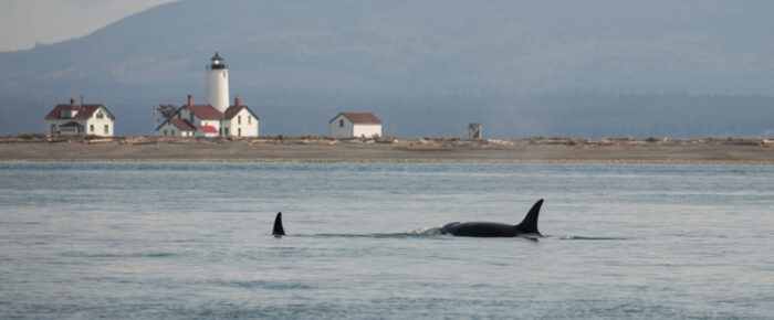 A sail to Dungeness to see Biggs Orcas T36’s