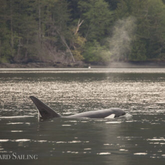 Biggs/Transient orcas T137’s in East Sound