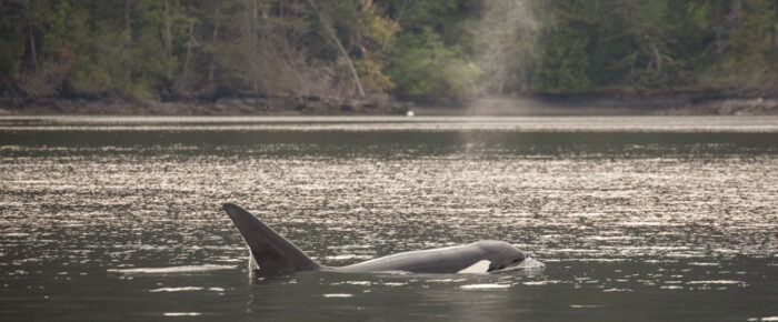 Biggs/Transient orcas T137’s in East Sound