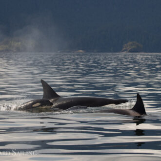 Sailing with Biggs orcas T71B’s, T124D’s and T124C