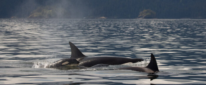 Sailing with Biggs orcas T71B’s, T124D’s and T124C