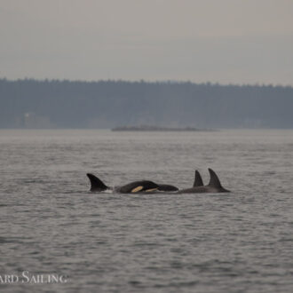 Orcas T65B’s and T75B’s near South Lopez