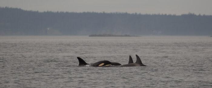 Orcas T65B’s and T75B’s near South Lopez