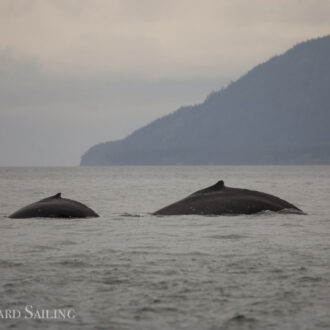 Humpback BCY0324 aka “Big Mama” returns with her 7th known calf