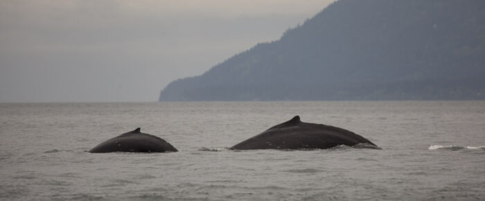 Humpback BCY0324 aka “Big Mama” returns with her 7th known calf