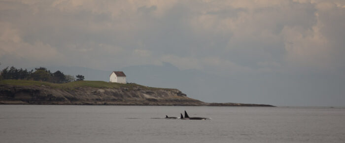 Biggs orcas T34’s, T37’s, T75B’s & T49A1 plus Humpback BCY0324 with new calf