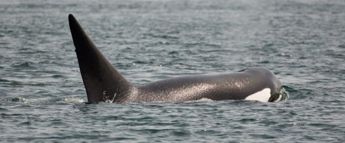 A special memorial sail including Orcas T87 & T124C