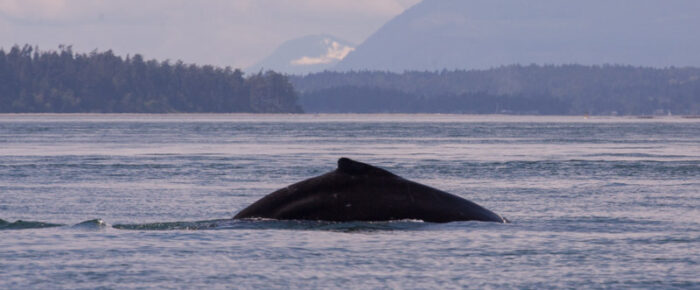 Humpback whale BCX1773 “Valiant” and friend