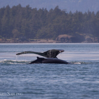 Humpback whale BCY0324 “Big Mama” and new calf