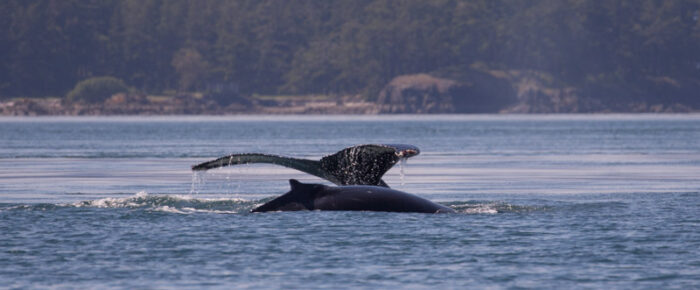 Humpback whale BCY0324 “Big Mama” and new calf