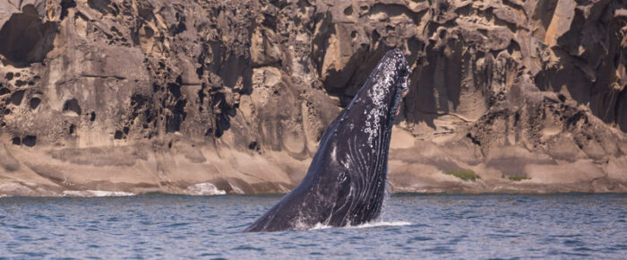 Humpbacks BCY0324 Big Mama and calf by Saturna Island