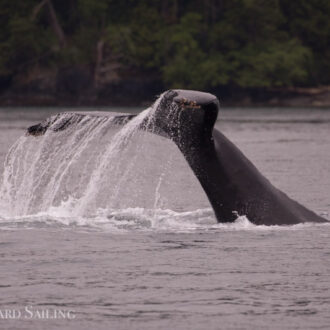 Humpback whale BCX1383 “Glacier” passes Friday Harbor and J pod in Boundary Pass