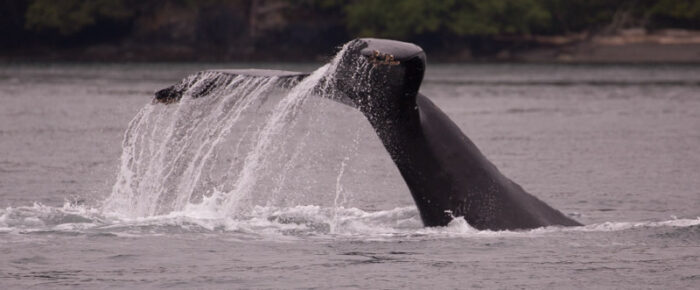 Humpback whale BCX1383 “Glacier” passes Friday Harbor and J pod in Boundary Pass