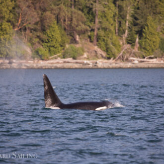 Finding Biggs orca T49A1 in Rosario and T137’s outside Friday Harbor