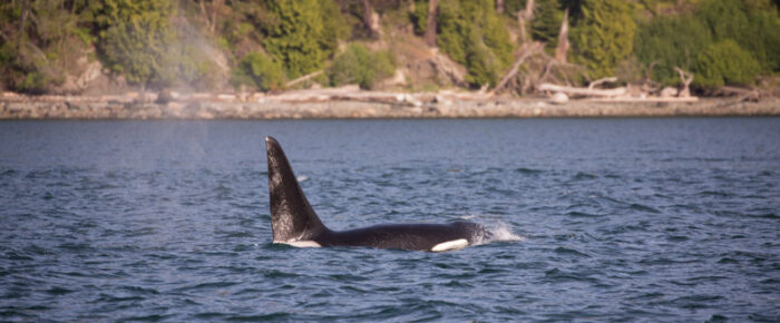 Finding Biggs orca T49A1 in Rosario and T137’s outside Friday Harbor