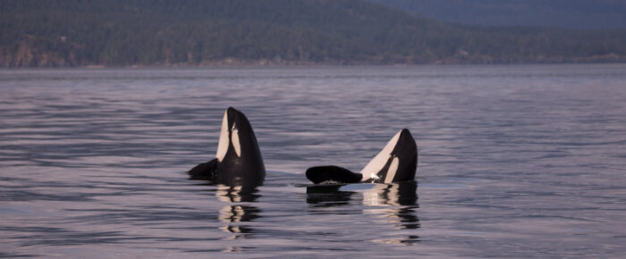 Humpbacks Lucky & Divot followed by J Pod orcas