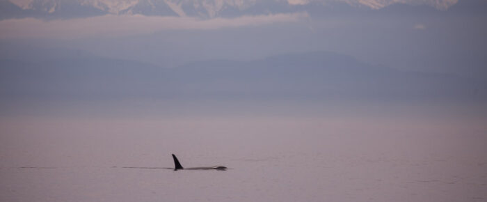 Sailing south with distant views of J pod