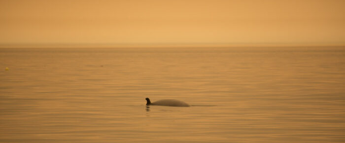 Minke Whale on MacArthur Bank with smokey haze