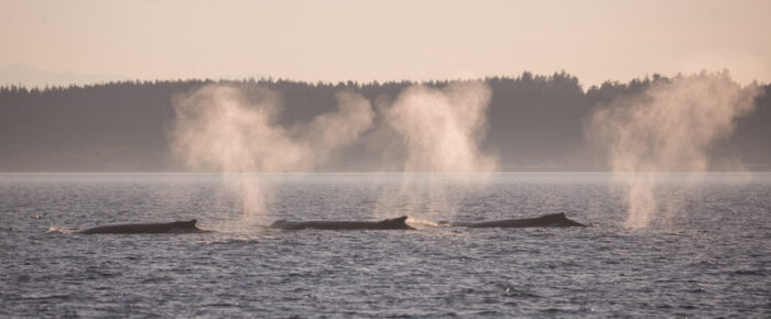 Humpbacks BCX0854 Europa, BCY0458 Raptor, BCX1702 Uluka, and BCY0267 Wilkinson outside Friday Harbor