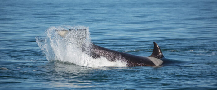 Orcas T101’s meet T34’s, T37’s and T37A1 around Lopez Island