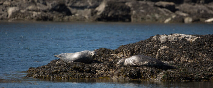 Morning short sail/wildlife tour