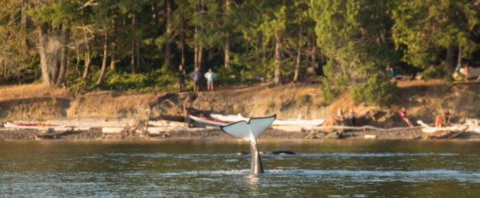 Orcas T49A’s and T19 with T19B hunting Gull Rock and Jones Island