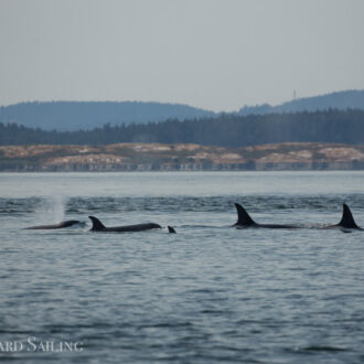 Biggs/Transient Orcas T49A’s and T19 with T19B crossing Haro Strait to Gooch Island