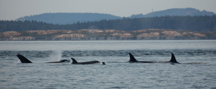 Biggs/Transient Orcas T49A’s and T19 with T19B crossing Haro Strait to Gooch Island