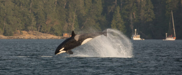 Biggs/Transient Orcas T49A’s and T19 with T19B hunting outside Friday Harbor