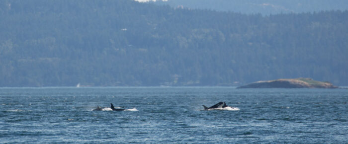 Southern Resident J Pod Orcas in Boundary Pass