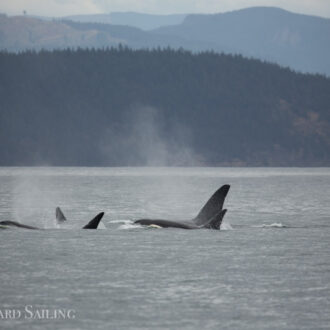 Orcas T18’s with T60D & T60E followed by Humpback BCX0936 “Mantis”