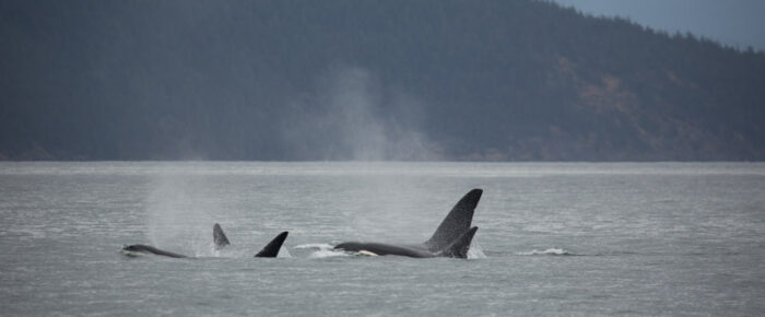 Orcas T18’s with T60D & T60E followed by Humpback BCX0936 “Mantis”